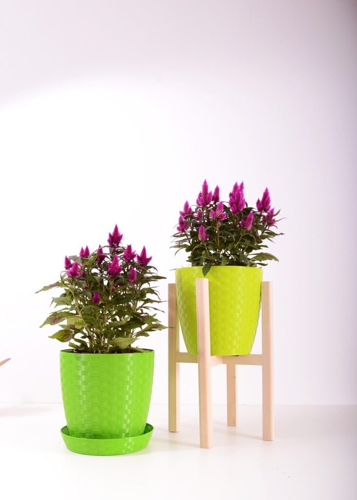 plants, flowerpot, plastic-2810511.jpg