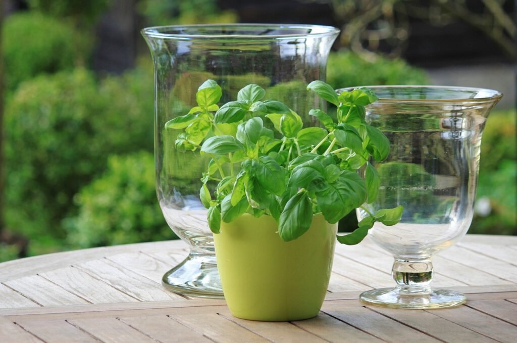 basil, herbs, Spring Vegetables