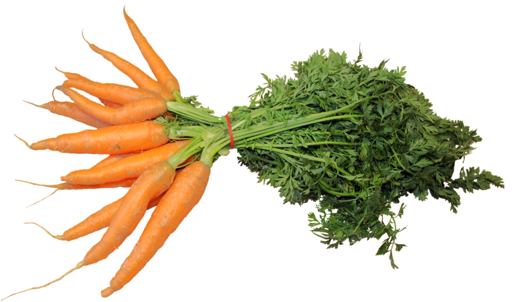 isolated, bunch of carrots, Spring Vegetables