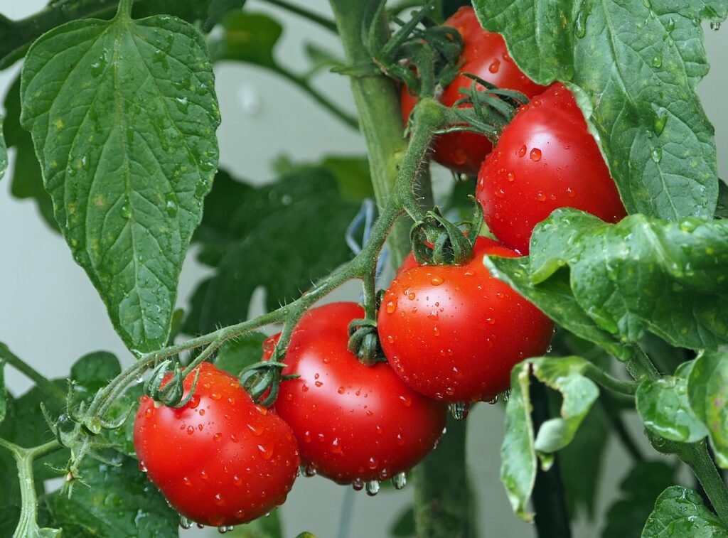 Spring Vegetables, tomatoes