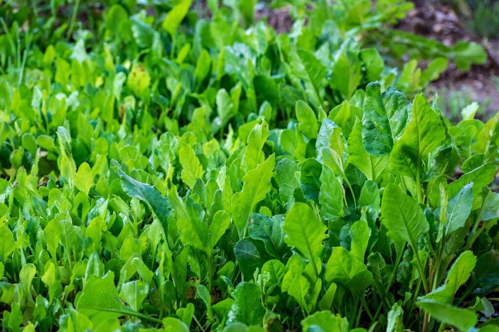 Spring vegetables, spinach,