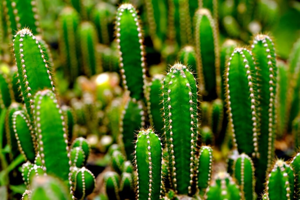 cactus planting